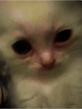 Meet your Posher, Jah